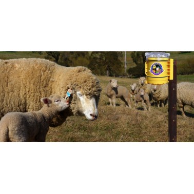 FoxLights Protegge il Bestiame di Pecore dagli Attacchi di Volpi e Lupi